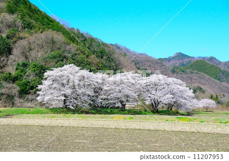 Cherry blossoms seen at the Pattern 11207953