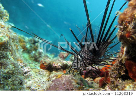 Hanturkey魚 11208319