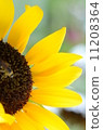 sunflower	 11208364