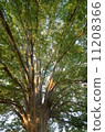 Big tree  11208366