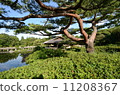 Japanese garden pine tree 11208367