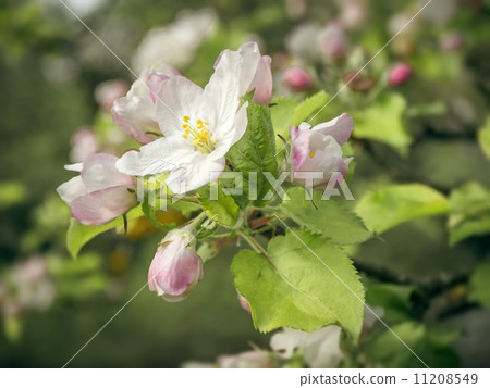 apple blossom 11208549