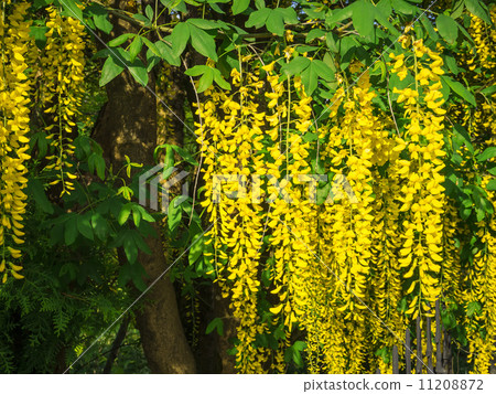 laburnum laburnum 11208872