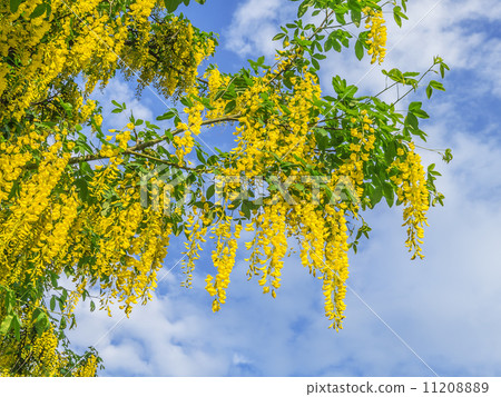 laburnum laburnum 11208889