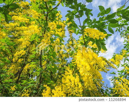 laburnum laburnum 11208894