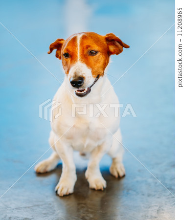 Dog jack russel terrier 11208965