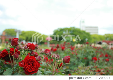 Rose park Rose park 11209027