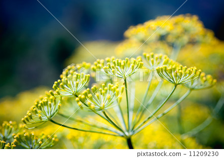 close up fennel in garden at Doi angkhang mountain chiang mai th 11209230
