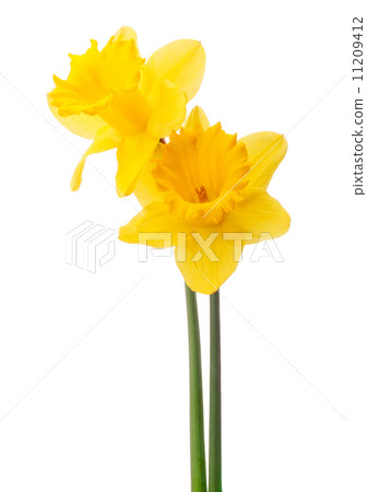 Daffodil flower or narcissus bouquet isolated on white backgro Daffodil flower or narcissus bouquet isolated on white backgro 11209412