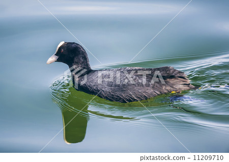 coot at starnberg lake coot at starnberg lake 11209710