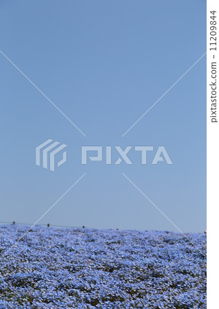 Nemophila Nemophila 11209844