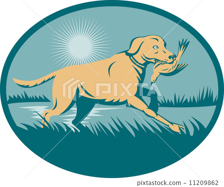 Retriever  dog with bird on wetland 11209862
