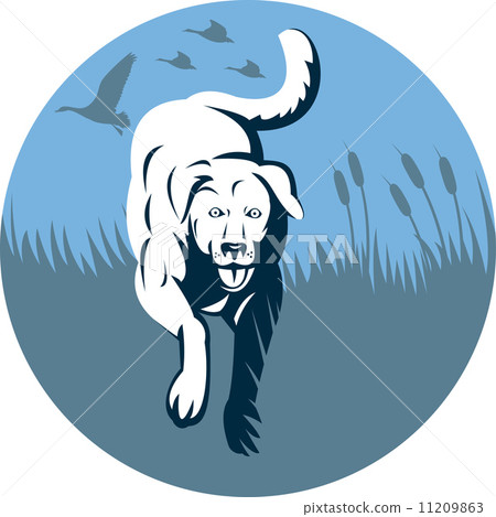 trained Retriever dog with bird trained Retriever dog with bird 11209863