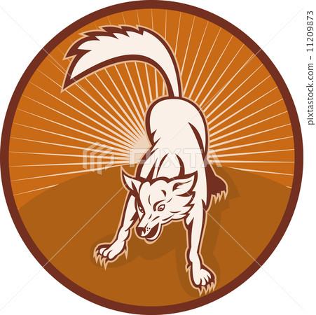 angry wild dog or wolf barking 11209873