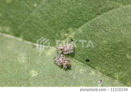 On the sunflower leaves, Awadassisou Gum Bai 11210156