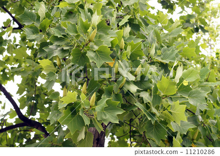 Young fruit of young plants Young fruit of young plants 11210286