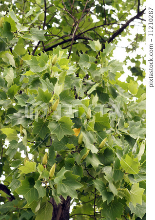 年輕植物年輕果子 年輕植物年輕果子 11210287