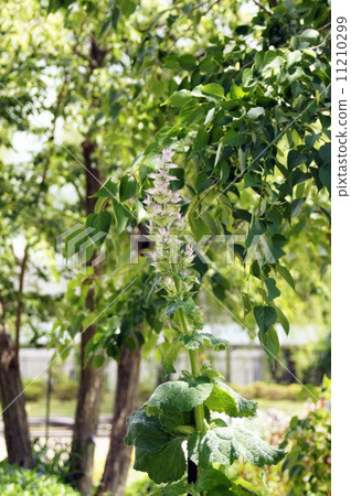 鼠尾草 11210299