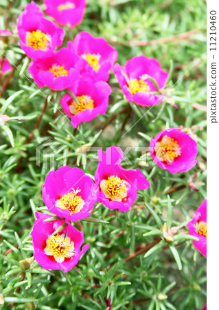 Matsuba Peony 11210460