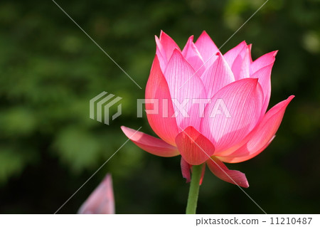 蓮花 11210487