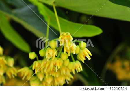 Boday flower Boday flower 11210514