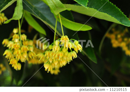 Boday flower Boday flower 11210515