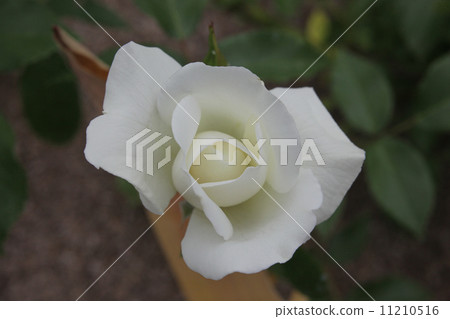 Rose Rose 11210516
