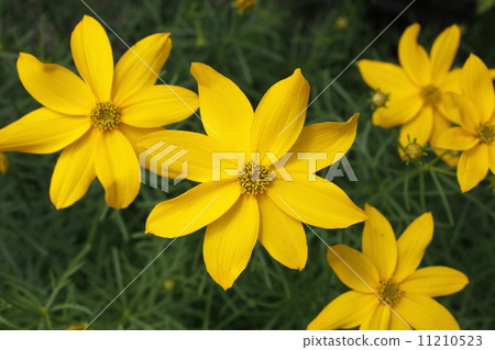 金雞菊 11210523