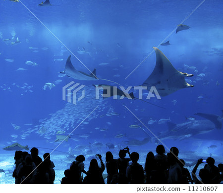 Churaumi Aquarium 11210607