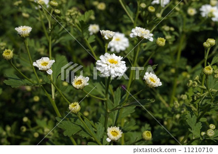 Matrixcaria · White Wonder 11210710