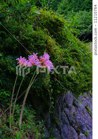 Summer daffodil Summer daffodil 11210764