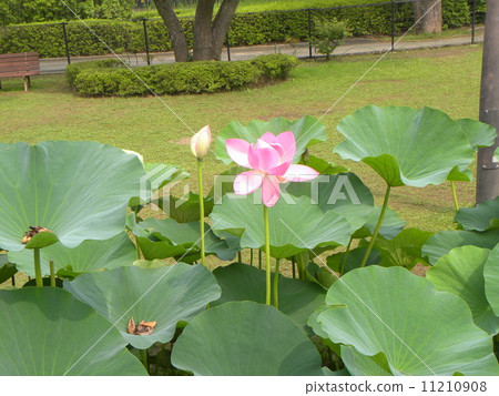 Ogajas桃紅色花在千葉公園的 Ogajas桃紅色花在千葉公園的 11210908