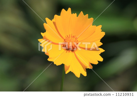 Kinkeigiku Kinkeigiku 11210931