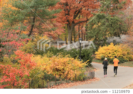 In autumn leaves, healthy jogging 11210970