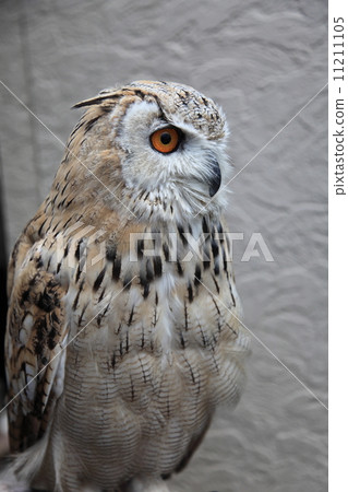 Earthworm Owl Owl Raptors Siberian Eagle Oyster Mushrooms Sibilicus 11211105