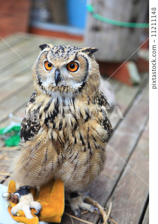 Earthworm Owl Owl Birds of Prey Bengal Eagle Eyedropped Chicks Earthworm Owl Owl Birds of Prey Bengal Eagle Eyedropped Chicks 11211148