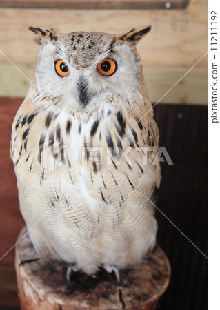 Earthworm Owl Owl Raptors Siberian Eagle Oyster Mushrooms Sibilicus 11211192