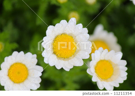 Chrisan Cemam北極花在雨中濕潤 11211354