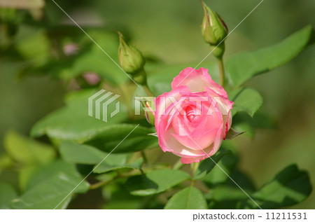 Rose strawberry ice 11211531