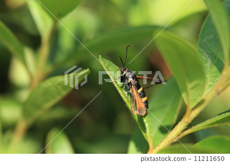 Living thing insects bastards skuschba, they are similar to bees, but they are members of moths 11211650