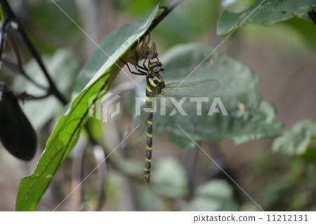 Emergence of Onyangma Emergence of Onyangma 11212131
