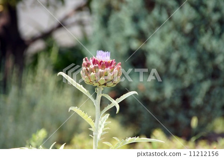 朝鮮薊開始粉碎 11212156