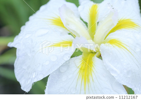 Macro shooting: Hana shio 11212167