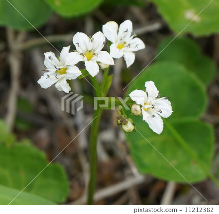 Nephrophyllidium Nephrophyllidium 11212382