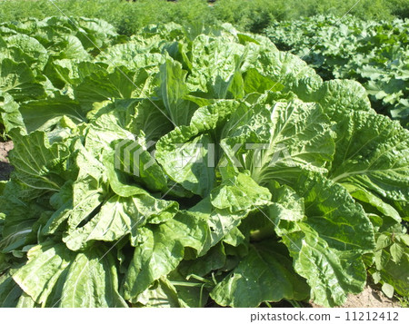 Chinese cabbage 11212412