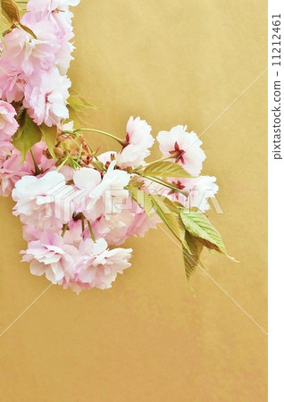 櫻桃背景素材 - 盛開的雙櫻花盛開的花朵 - 可兒日本紙背垂直位置 11212461