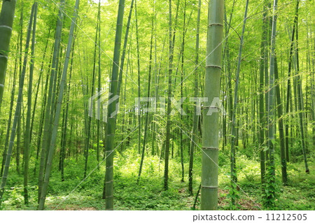  Bamboo grove 11212505
