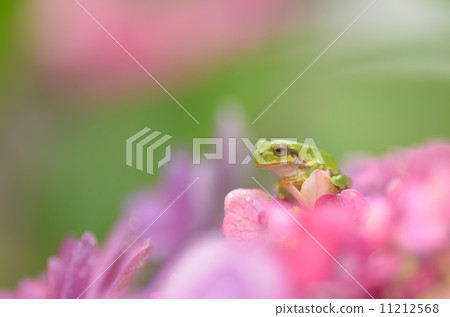 Hydrangea and frog 11212568