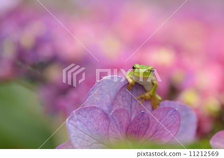 Hydrangea and frog 11212569