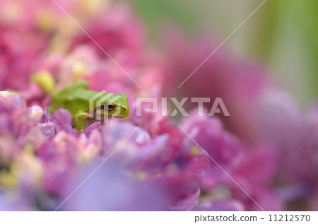 Hydrangea and frog 11212570